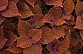 Image 53Coleus