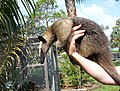 Tamandua an Dhyghow