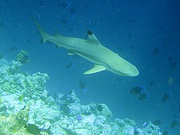 Feketeúszójú szirticápa (Carcharhinus melanopterus)