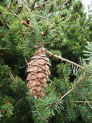 cones and foliage