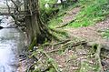 Surface root structure exposed by bank erosion