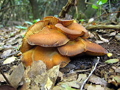 Omphalotus olearius