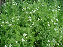 vue d'une plante aux petites fleurs blanches et feuilles finement découpées.