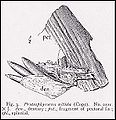 Holotype of Protosphyraena nitida (from Hay, 1903); portions of dentary, splenial, pectoral fin