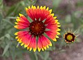 Image 83Gaillardia