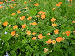 Geum bulgăresc (Geum bulgaricum)