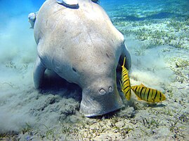 Dugong, Dugong dugon