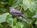 Image 87Gray catbird in Prospect Park