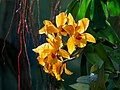 Image 18Cattlianthe Gold Digger ‘Orglade's Mandarin’ orchid