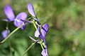 Sarviorvokin (viola cornuta) kannuksia.