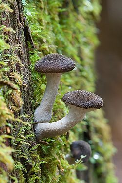 Honey fungus