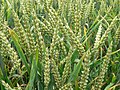 Triticum aestivum, blizu Auvers-sur-Oise, Francuska, 2007