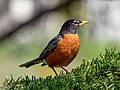 Image 47American robin