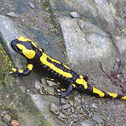 Photographie en couleurs d'un urodèle à la peau noire tachetée de jaune qui repose sur une roche affleurante.