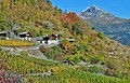 Herbststimmung im Zenegger Rebberg (Riedboden)