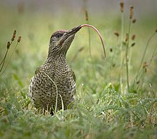 Oiseau vert, dans l'herbe, relevant la tête. Sa longue langue s'étend hors du bec et forme un arc de cercle.