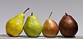 Image 25Group photo of four pears