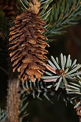 cone and foliage