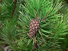 cone and foliage