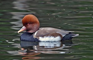 Red-crested Pochard