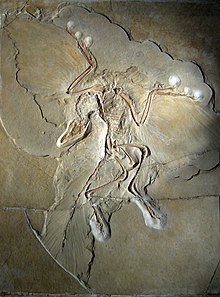 Slab of stone with fossil bones and feather impressions