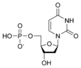 Cấu trúc hóa học của deoxyuridine monophosphate