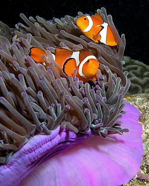 Ocellaris clownfish