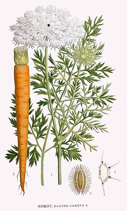 Daucus Carota.jpg