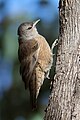 A brown treecreeper