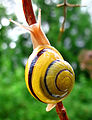 White-lipped snail (Cepaea hortensis)