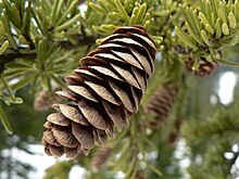 cone and foliage