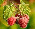 Lampone (Rubus idaeus)