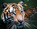 Panthera tigris jacksoni