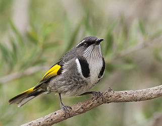 Crescent Honeyeater