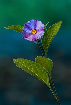 Blue Potato Bush