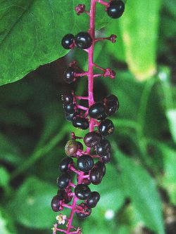 Phytolacca americana.