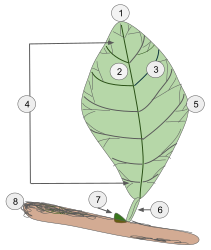 Blad van zaadplant. 1: bladtop 2: hoofdnerf 3: zijnerf 4: bladschijf 5: bladrand 6: bladsteel 7: zijknop 8: stengel