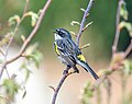 Image 74Male yellow-rumped warbler singing in Green-Wood Cemetery