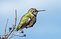 Image 110Anna's hummingbird in Pacifica, California