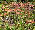 Aloe maculata - prev. A. saponaria (soap aloe)