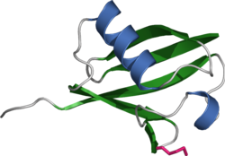 Ubiquitin