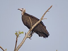 Vautour charognard - Necrosyrtes monachus au parc national de la Pendjari (Bénin).