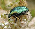 Kultakuoriainen (Cetonia aurata).