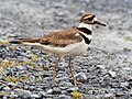 Image 108Killdeer at the South Cape May Meadows