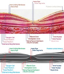 macula histology (OCT)