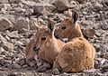 Image 54Two juvenile Nubian ibex