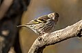 Image 42Pine siskin in Green-Wood Cemetery