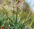 Fjellkurle. (Chamorchis alpina)