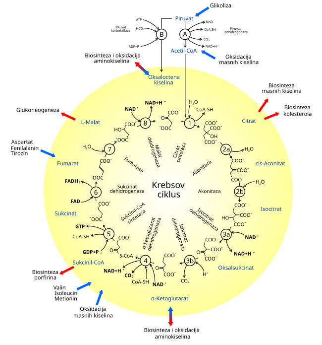 Citric Acid Cycle (Hrvatski)