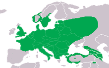 Fond de carte gris clair, représentant en vert l'aire de répartition du Pic vert : elle recouvre une grande partie de l'Europe, sauf l'Irlande, la péninsule Ibérique, le nord de la Scandinavie et les îles méditerranéennes. La zone inclut l'ouest de la Russie, les côtes turques et le Caucase.